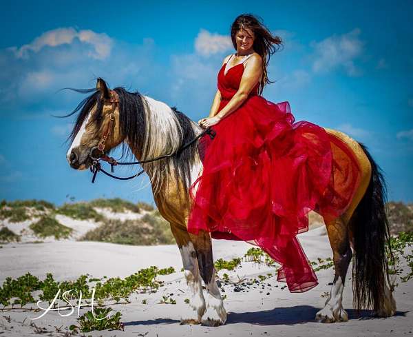 calf-roping-gypsy-vanner-horse