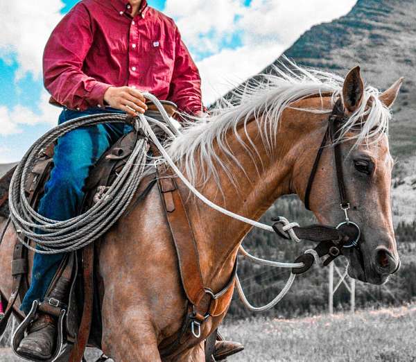 calf-roping-quarter-horse