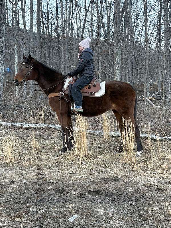 all-around-quarter-horse