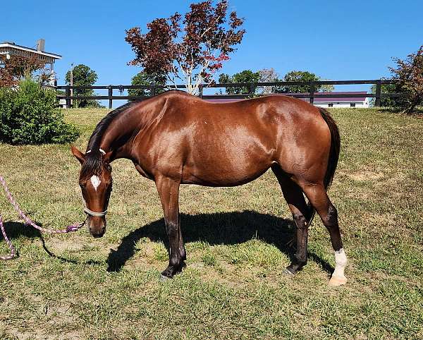 working-cattle-thoroughbred-pony