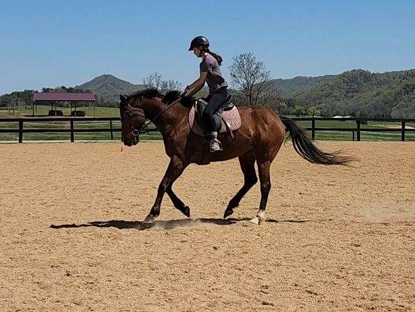 working-equitation-thoroughbred-pony