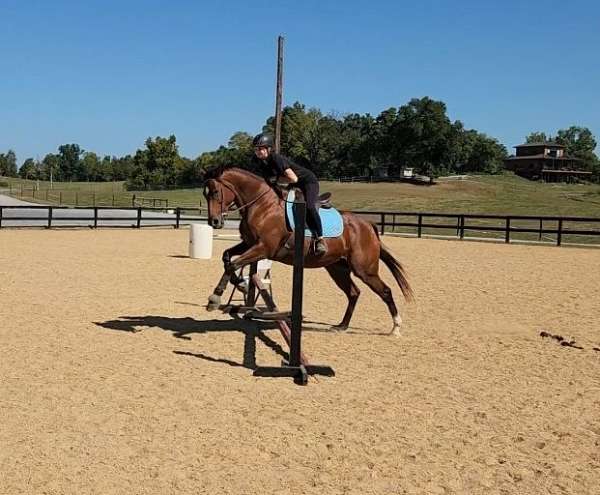 all-around-thoroughbred-pony