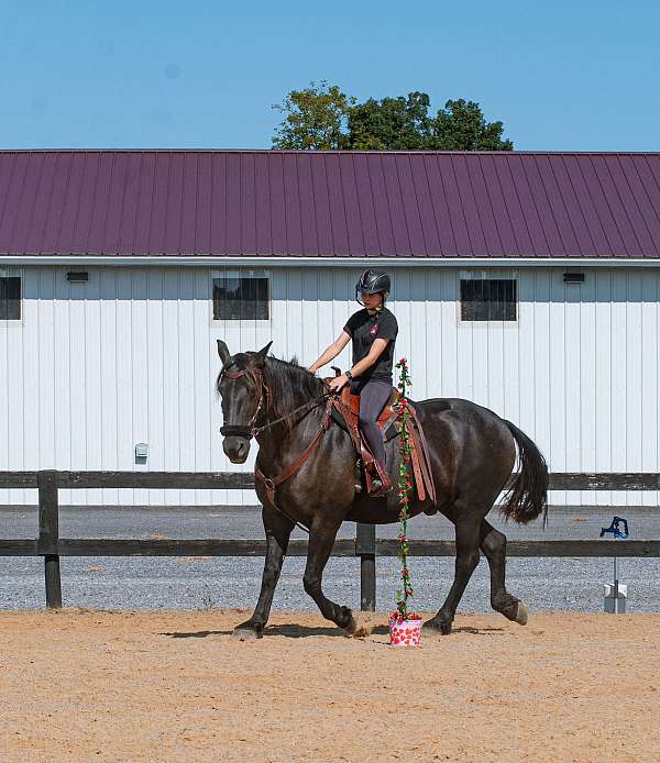 athletic-andalusian-horse