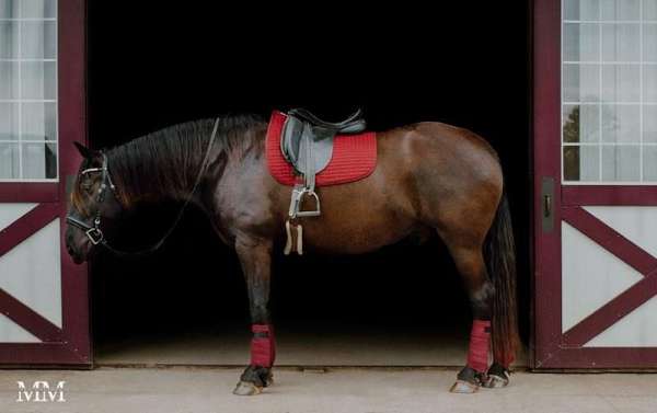 dressage-andalusian-horse