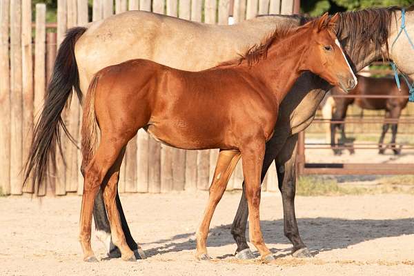 heart-horse-quarter