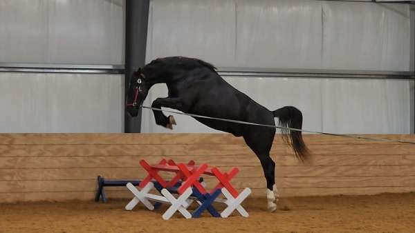 dressage-dutch-warmblood-horse