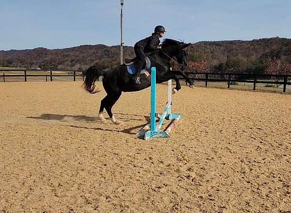 eventing-dutch-warmblood-horse