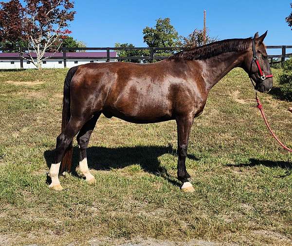 field-hunter-dutch-warmblood-horse