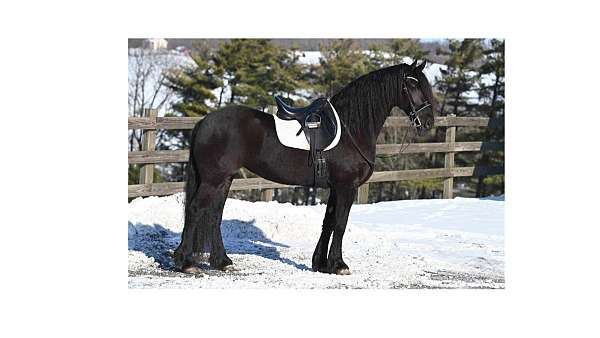 all-around-friesian-horse