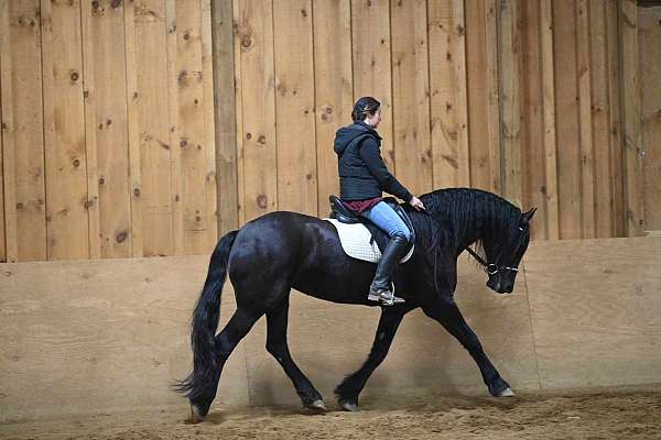 dressage-friesian-horse