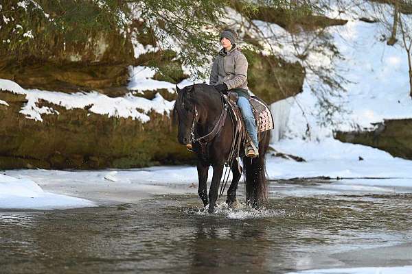 drill-team-friesian-horse