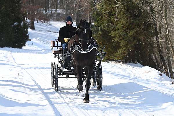 endurance-friesian-horse