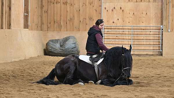 equitation-friesian-horse