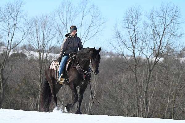 eventing-friesian-horse