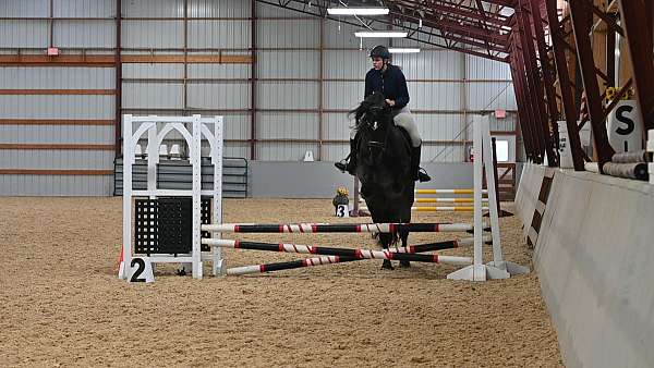 field-hunter-friesian-horse