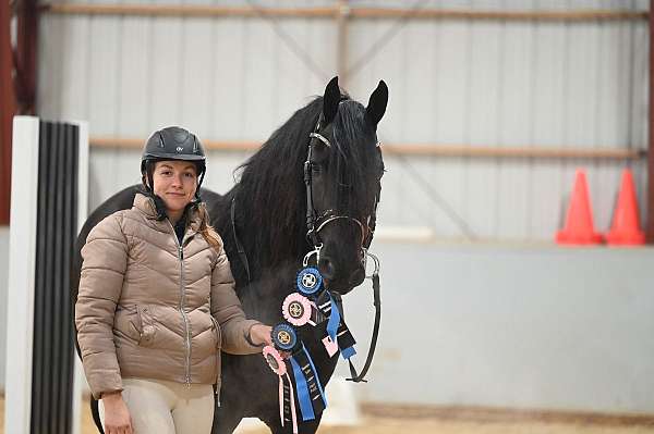 hunt-seat-equitation-friesian-horse