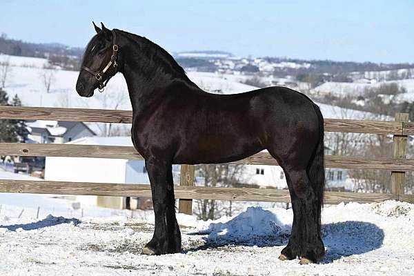 hunter-friesian-horse