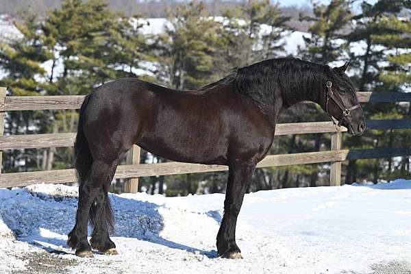 jumper-friesian-horse