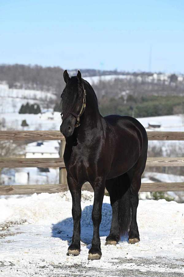 jumping-friesian-horse