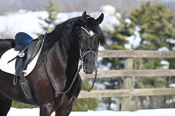 hunter-jumper-friesian-horse