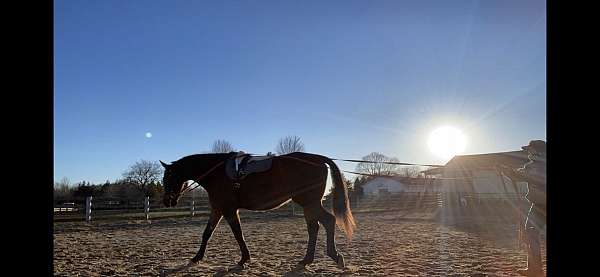 athletic-oldenburg-horse