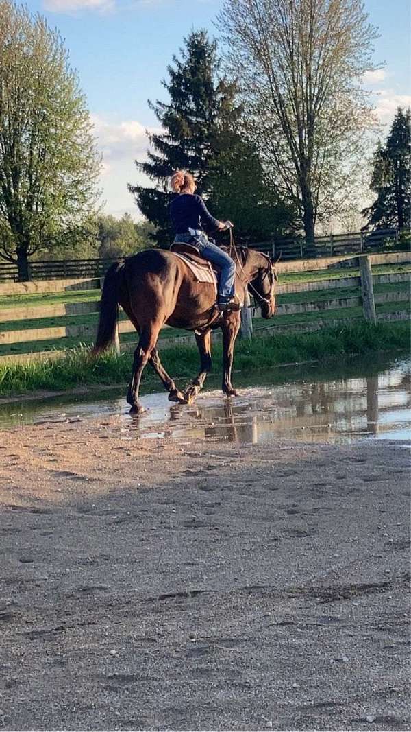 available-oldenburg-horse