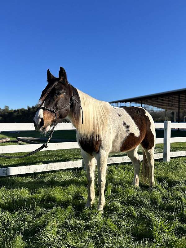 tennessee-walking-gelding