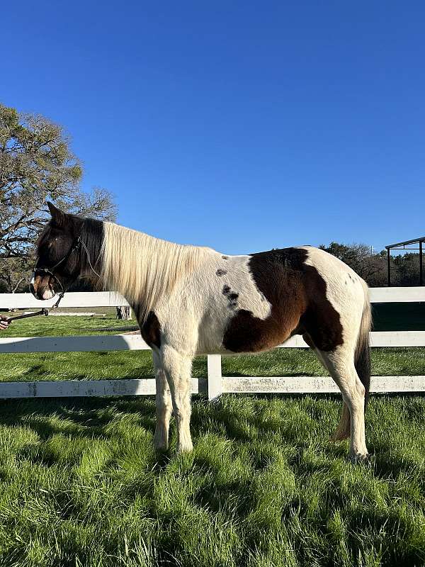 tennessee-walking-horse