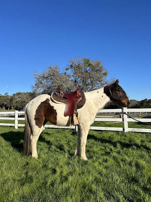 tennessee-walking-horse-for-sale