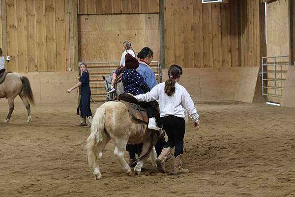 palomino-pony-gelding