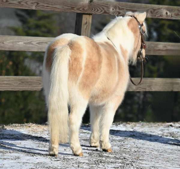 palomino-kid-safe-pony