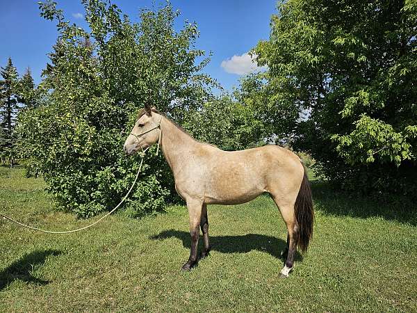 double-registered-gaited-tennessee-walking-horse