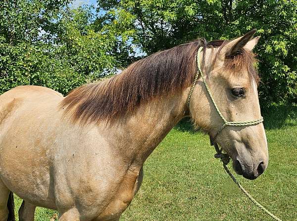 buckskin-double-registered-gaited-horse