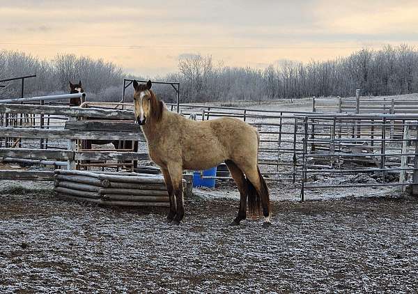 double-registered-gaited-mare