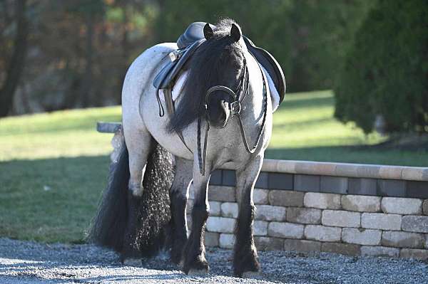 blue-roan-eventing-pony