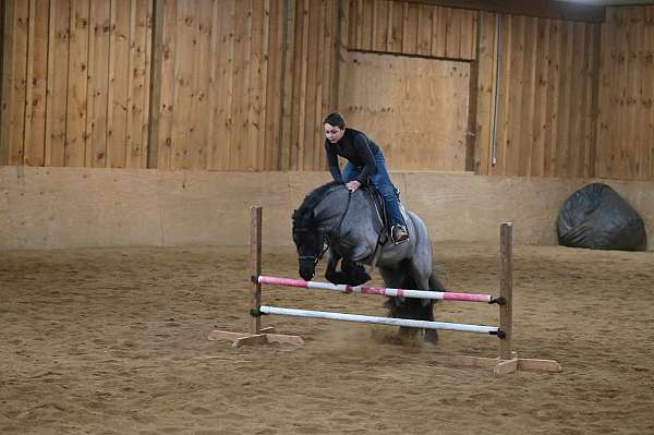 blue-roan-therapy-pony