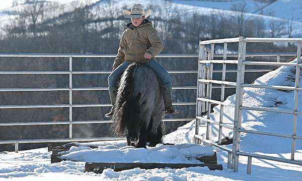 all-around-gypsy-vanner-pony