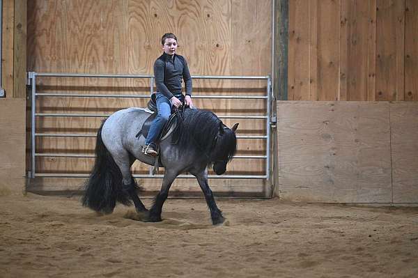 beginner-gypsy-vanner-pony