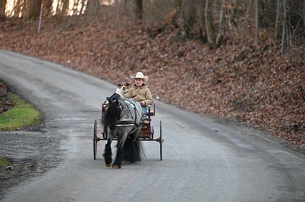 driving-gypsy-vanner-pony