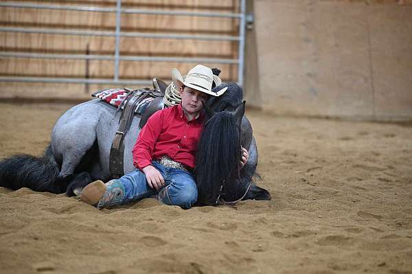 eventing-gypsy-vanner-pony