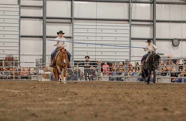 hunter-jumper-gypsy-vanner-pony