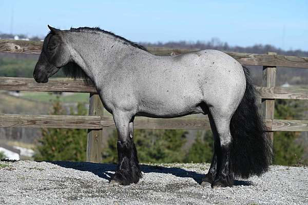 parade-gypsy-vanner-pony