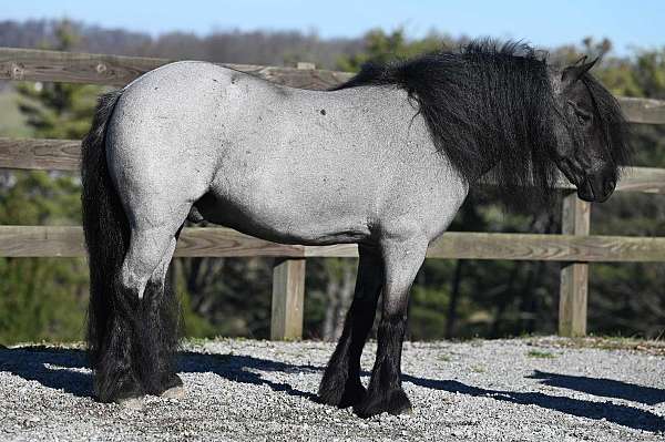 playday-gypsy-vanner-pony