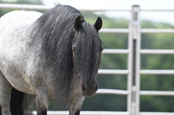 pleasure-driving-gypsy-vanner-pony