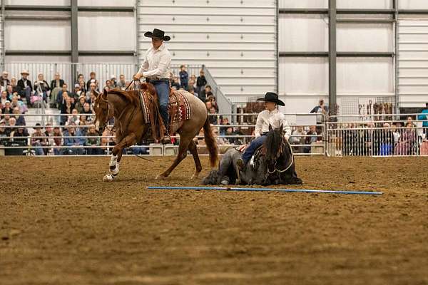 pony-club-gypsy-vanner