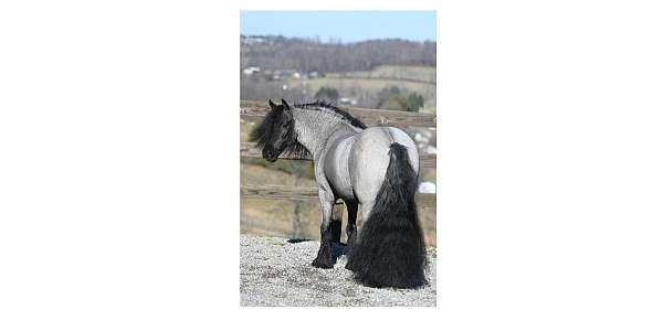 western-dressage-gypsy-vanner-pony