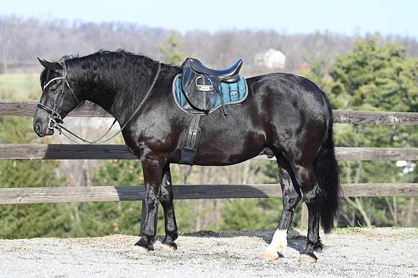 beginner-friesian-horse