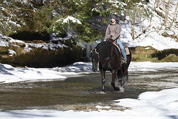 dressage-friesian-horse