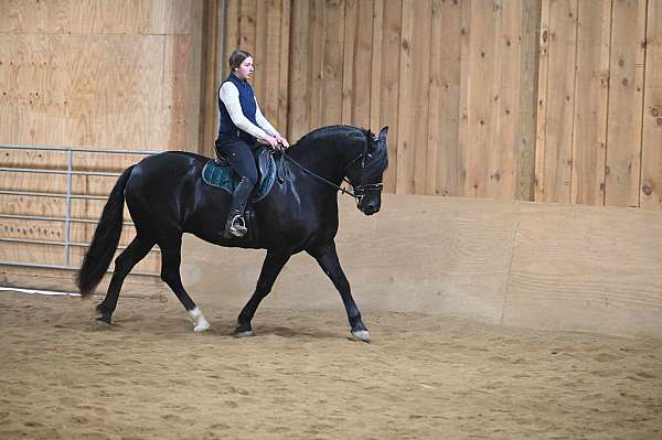 equitation-friesian-horse