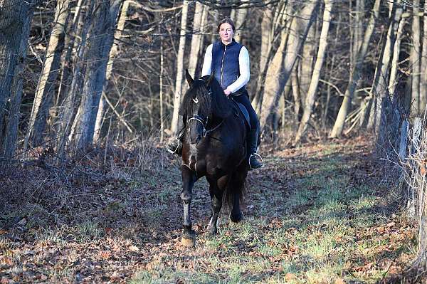 field-hunter-friesian-horse